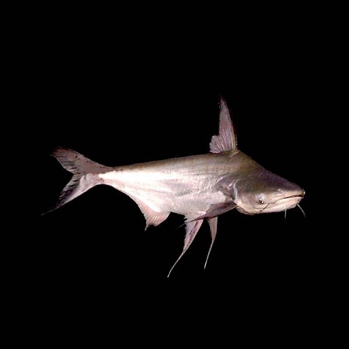 Pangasius sanitwongsi - Pangasius SM ( 5-6 cm)